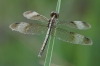 J19_9241 Neurothemis tullia female